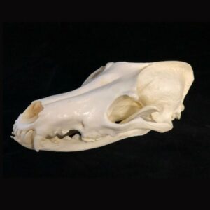 maned wolf skull replica left view