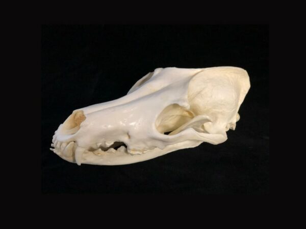 maned wolf skull replica left view