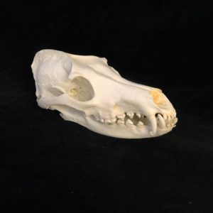 replica maned wolf skull