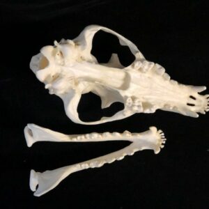 maned wolf skull replica upside down view RS306