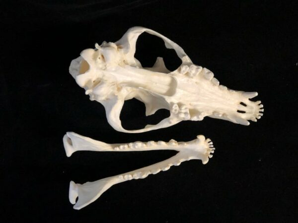 maned wolf skull replica upside down view RS306