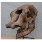 mastadon-skull-replica-S021
