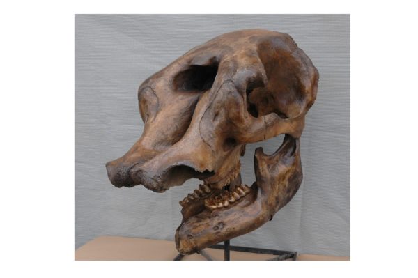 mastodon skull replica