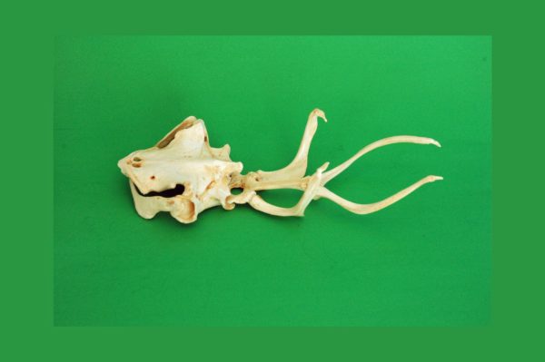matamata turtle skull replica