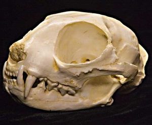 Gordons Wildcat Male Skull