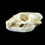 mediterranean-monk-seal-skull-RS429