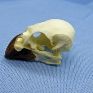 Medium Ground-Finch Skull Replica