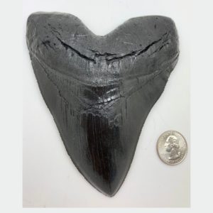megalodon black shark tooth