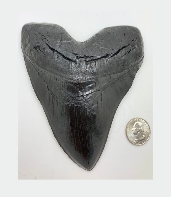 megalodon black shark tooth