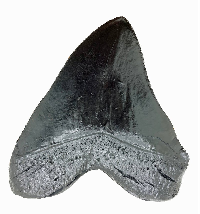 megalodon-black-shark-tooth-replica