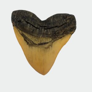megalodon white shark tooth