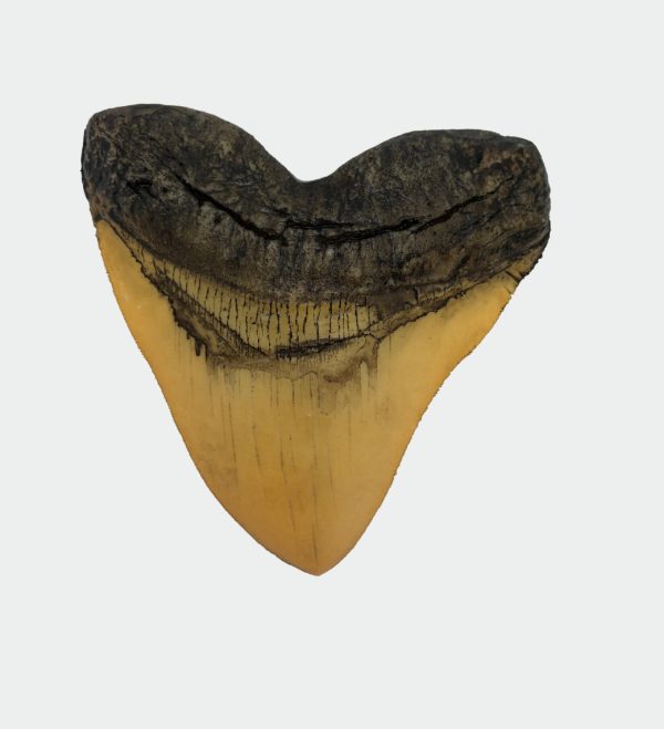 megalodon white shark tooth