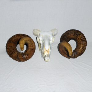 merino ram skull with horn attachments RS504