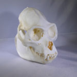 mexican-howler-monkey-skull-CA14858