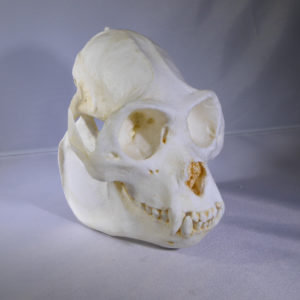 mexican howler monky skull