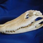 mfNMt-UCfOw-EUihj-American_Alligator_skulls_replicas_models