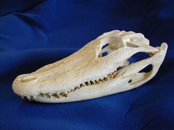 American Alligator Teaching Skull