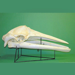 minke whale skull replica