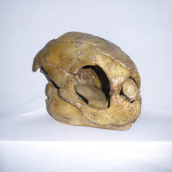 miocene leatherback turtle skull