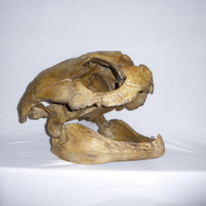 Reptile Skull Replicas
