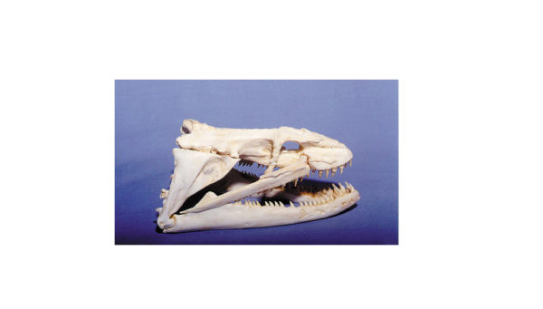 moray eel skull replica