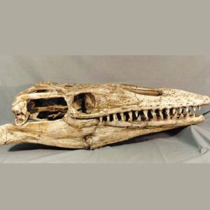 mosasaur skull replica
