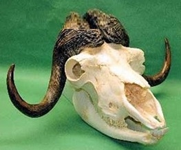 Muskox Adult Male Skull Replica