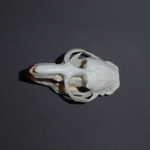 muskrat male skull replica top view