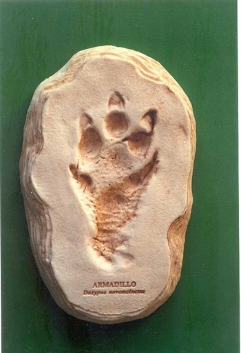 Armadillo Footprint Cast Model Replicas