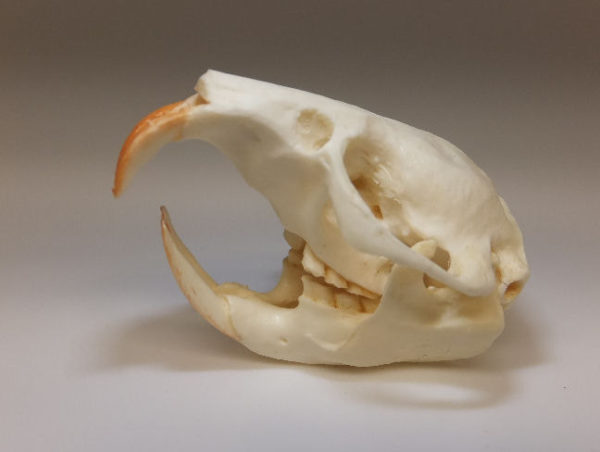 naked mole rat skull