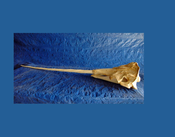 narwhal male skull replica ca02998-SD001