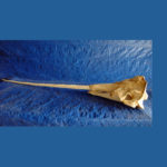 narwhal-male-skull-replica-CA02998-SD001