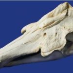 narwhal-monodon-monoceros-skull-replica-SD001S-UCLXI-iCqRH-MQtnM