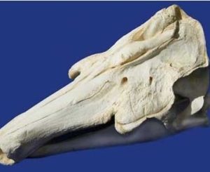 Narwhal Male Skull Replica