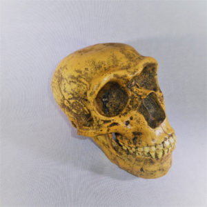neanderthal skull replica model
