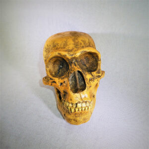 Neanderthal Skull Replica Model - Image 3