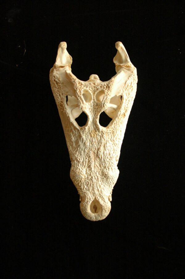 nile crocodile skull replica RS381