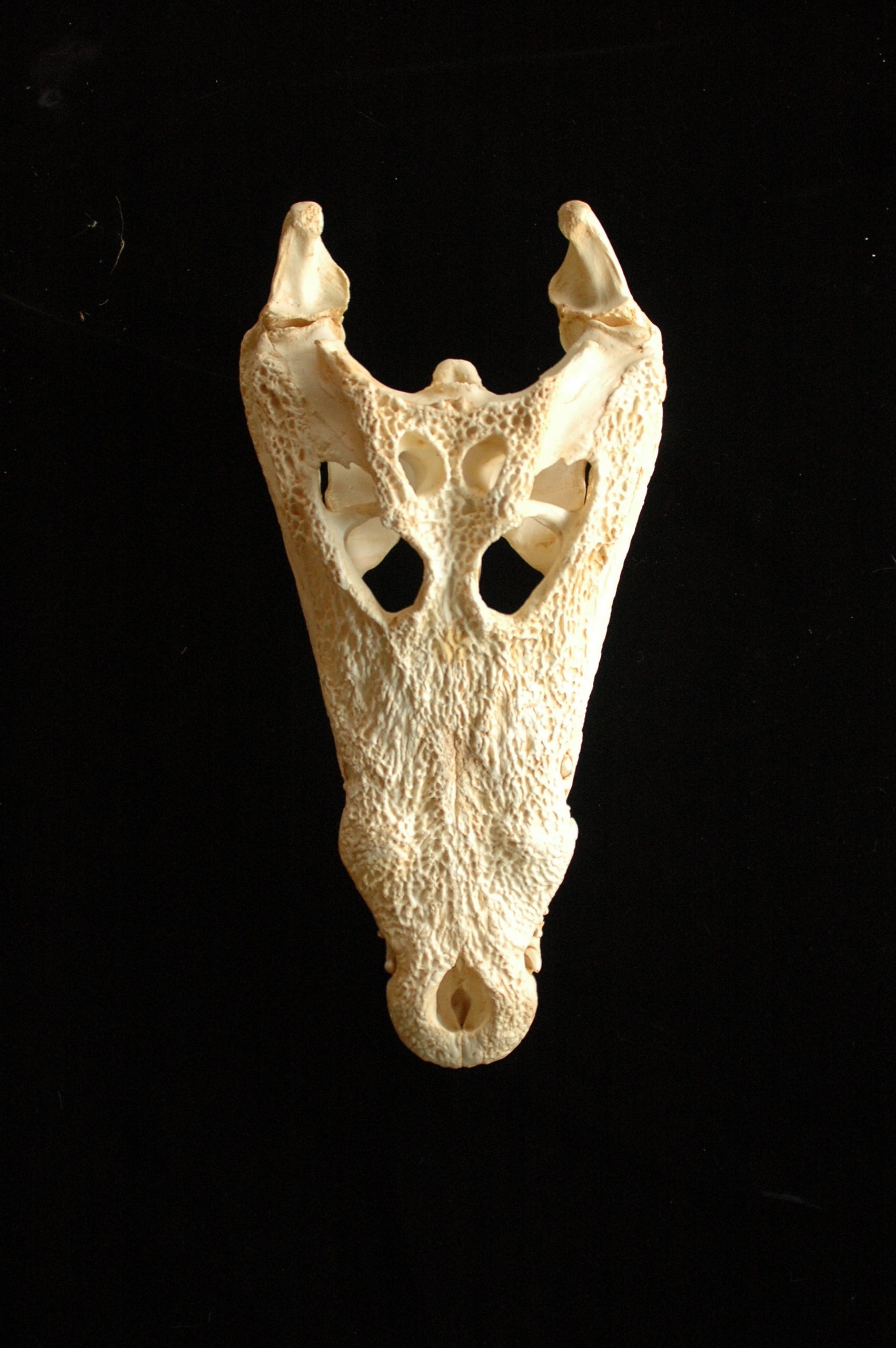 nile-crocodile-skull-replica-