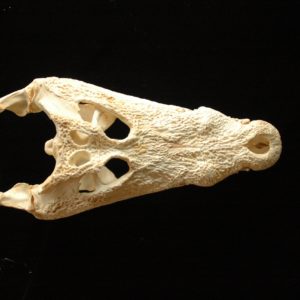 nile crocodile skull replica