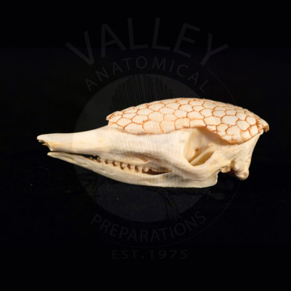 nine-banded armadillo skull replica