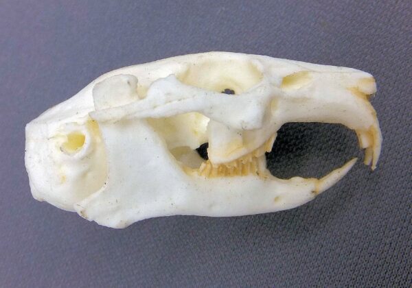 north american pica skull replica close up CA08560