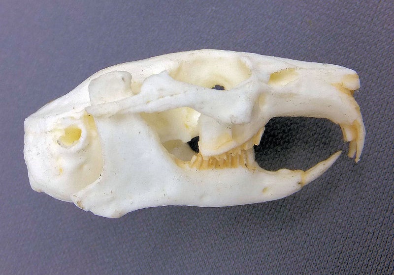 north-american-pica-skull-replica-close-up-CA08560