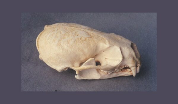 north american river otter skull replica up close