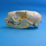 northern-fur-seal-female-skull-RS426