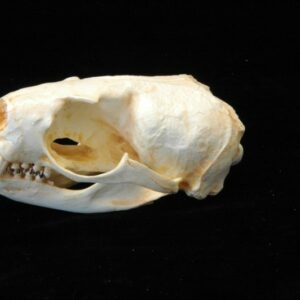 northern fur seal female skull close up RS426
