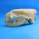 northern-fur-seal-male-skull-RS089