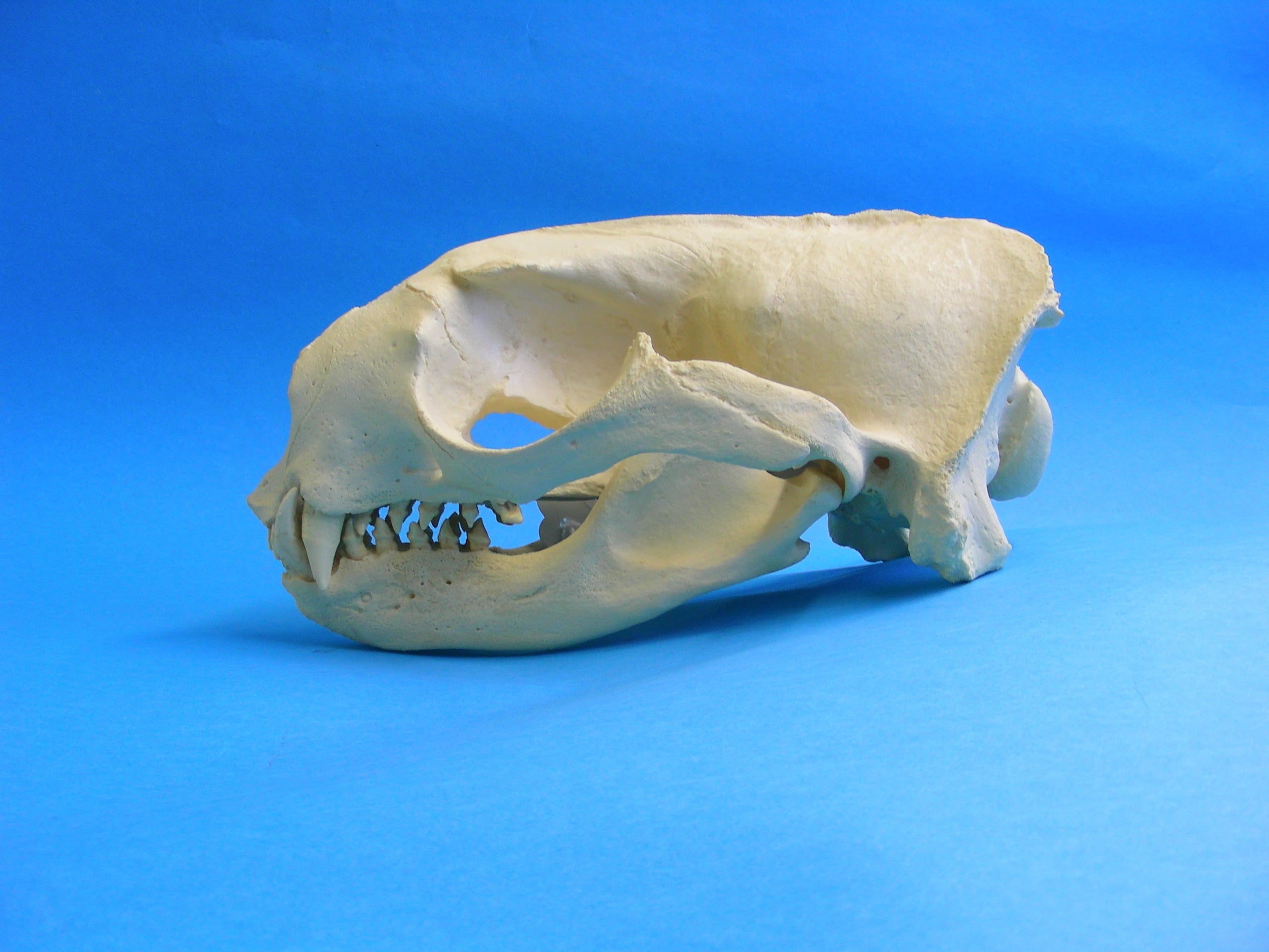 Northern Fur Seal Male Skull SkeletonsAndSkullsSuperstore