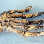 Cave Bear Hand Replica Models