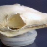 numbat-banded-anteater-skull-replica-RS368-BDrrU-HXgBK-cHuKB