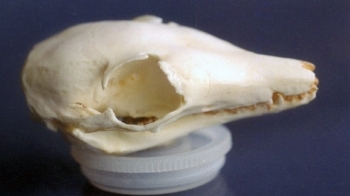 Numbat Banded Anteater Skulls Replicas Models